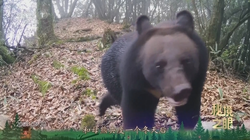 秘境之眼 《秘境之眼》 黑熊 20250301