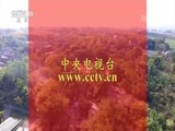 民歌&middot;中国 《唱响新时代》 20180217 云南·西双版纳