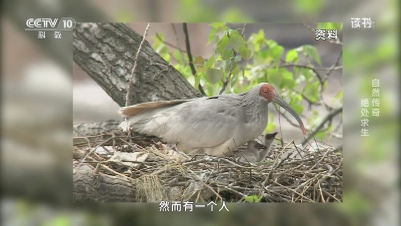 《读书》 20210321 侯昌宇/秦子 《朱鹮舞神州》 自然传奇——绝处求生