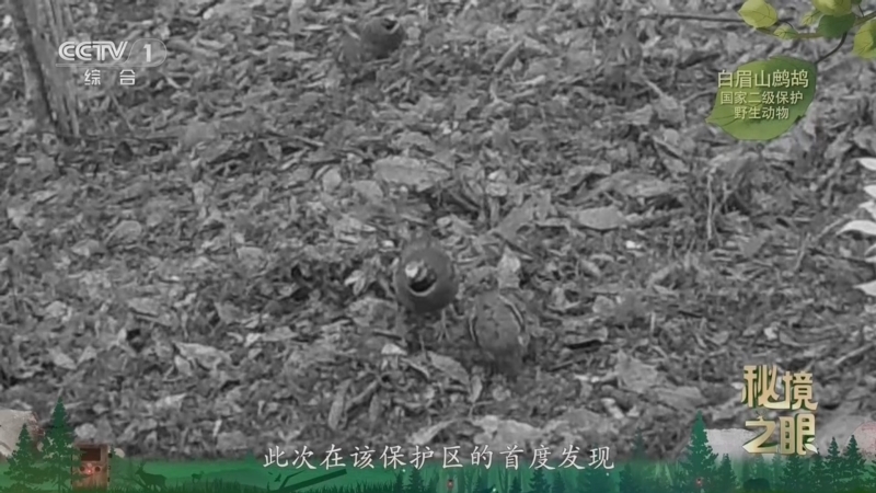 秘境之眼 《秘境之眼》 白眉山鹧鸪 20260826