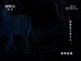 动物世界 《动物世界》 20180119 勇敢的王者之心