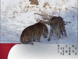 动物世界 《动物世界》 20170407 大猫精绝构造