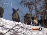生财有道 野猪林里淘金人