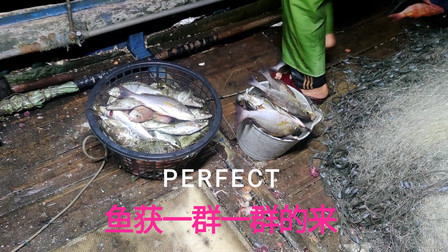 南澳岛赶海日记 彪哥外海放网捕鱼，渔获是一群一群的来，还捕获鱼中贵族的三刀鱼