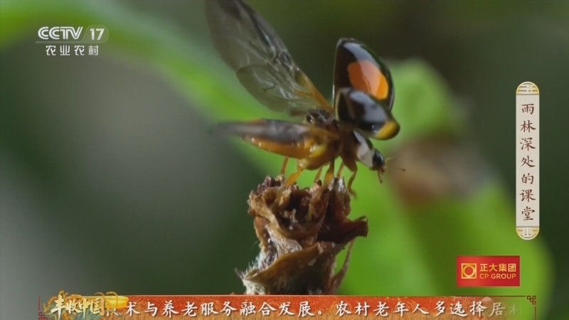三农群英汇 《三农群英汇》 20260823 雨林深处的课堂