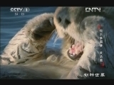 动物世界 《动物世界》 20130107 猎手争霸赛·灵活篇