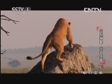动物世界 《动物世界》 20130701 超级狮群-雄霸天下（下）
