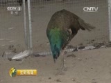 生财有道 《生财有道》 20150608 致富的蓝孔雀