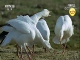自然传奇 《自然传奇》 20171026 动物乐园