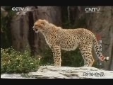 动物世界 《动物世界》 20131128 猎豹出击（上）