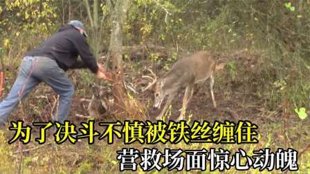 雄鹿争夺交配权大打出手，鹿角被铁丝纠缠无法挣脱，救助惊心动魄