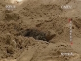 动物世界 《动物世界》 20161013 冒险的捕食旅程