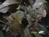 人与自然 《人与自然》 20150705 自然发现：为生存而捕猎——集体捕猎（下）