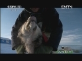 人与自然 《人与自然》 20130127 人类星球--北极（上）