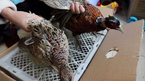 梁小轩和轩妈试吃各种美食 红烧野山鸡