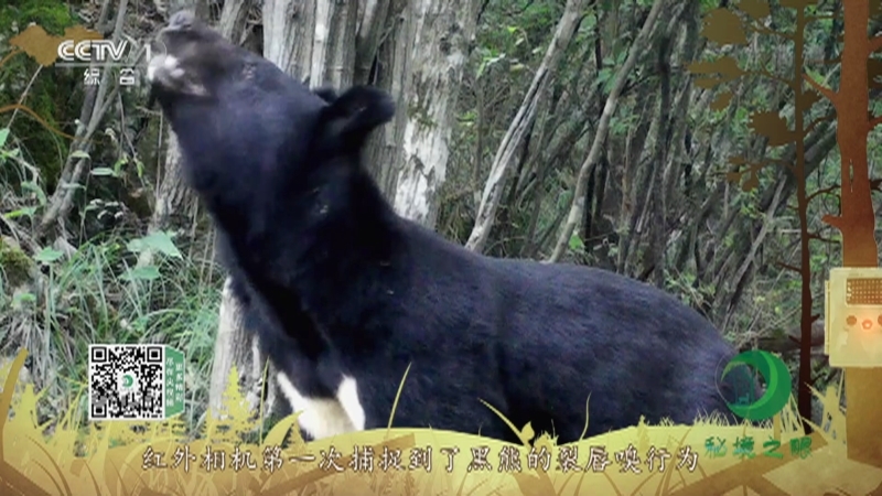 秘境之眼 《秘境之眼》 黑熊 20220717