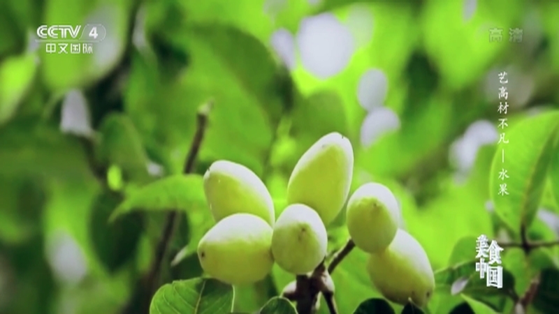 美食中国 《美食中国》 20221107 艺高材不凡—水果