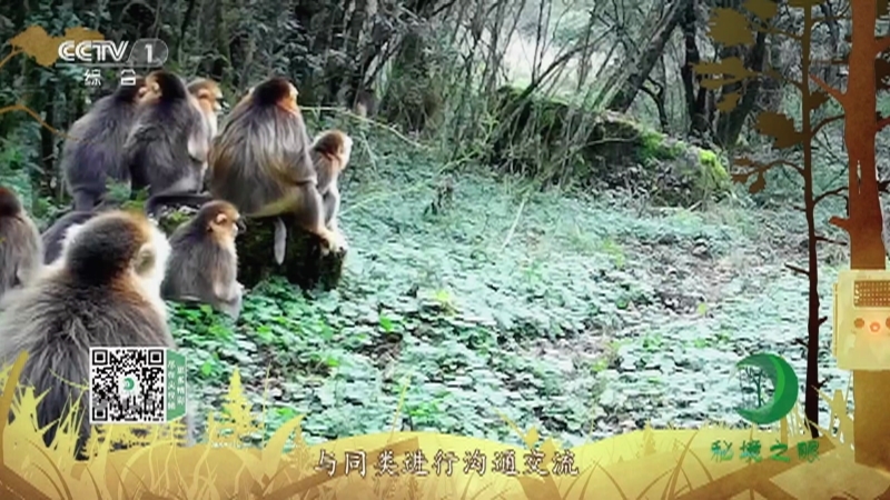 秘境之眼 《秘境之眼》 川金丝猴 20221129