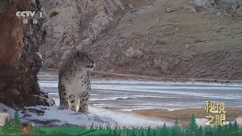 《秘境之眼》 雪豹 20260222
