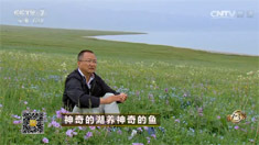 致富经 [致富经]神奇的湖养神奇的鱼 20160728