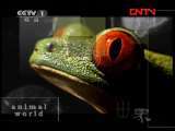 动物世界 《动物世界》 20110828
