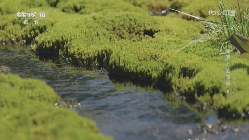 《地理·中国》 20260410 高原上的故事9