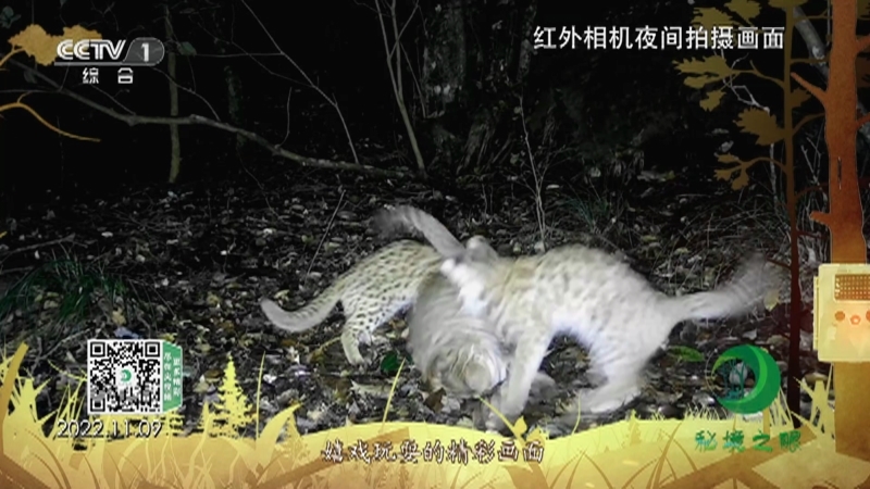 秘境之眼 《秘境之眼》 豹猫 20230526