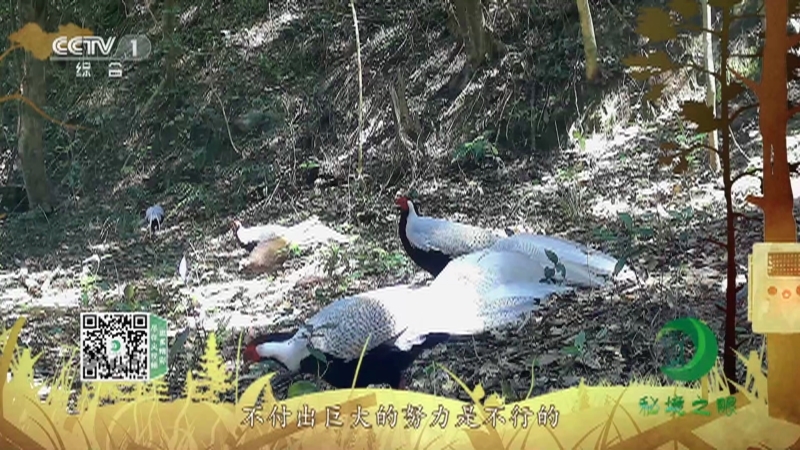 秘境之眼 《秘境之眼》 白鹇 20220809