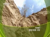 走近科学 《走近科学》 20161011 植物的智慧 深根
