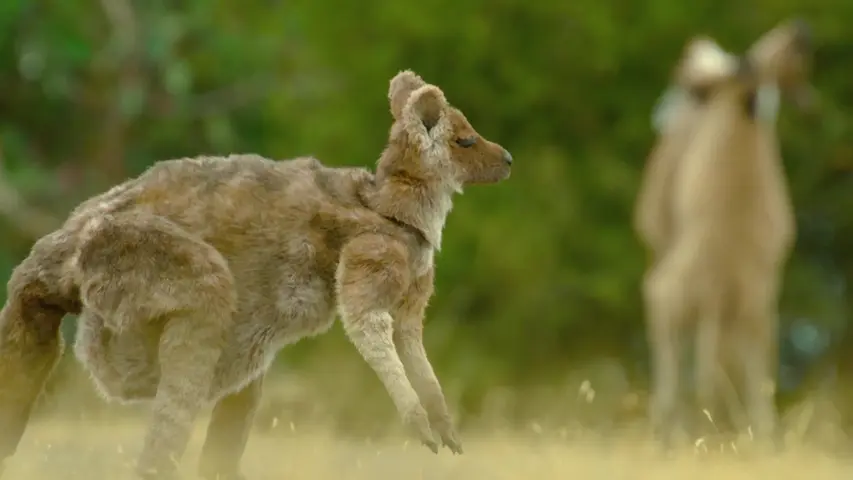 《荒野间谍第二季》第3集