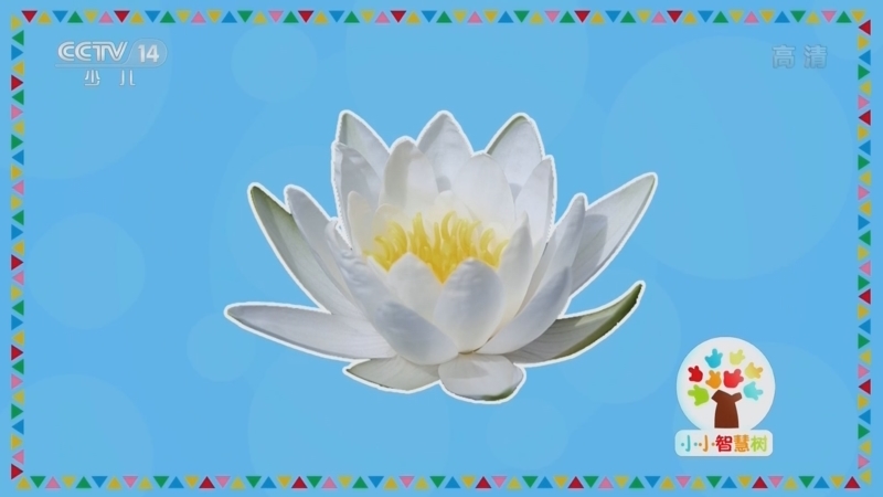 小小智慧树 《小小智慧树》 20220908