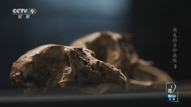 《萌兔的奇妙旅程》 第3集