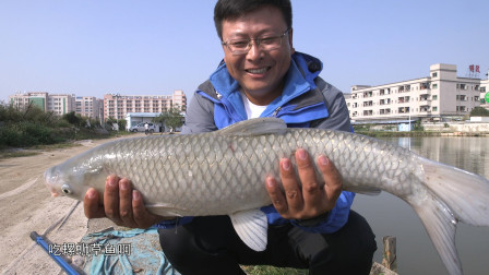 第二季第36期：老瑭挑战鑫丰瑞，草鱼连竿青鱼难寻