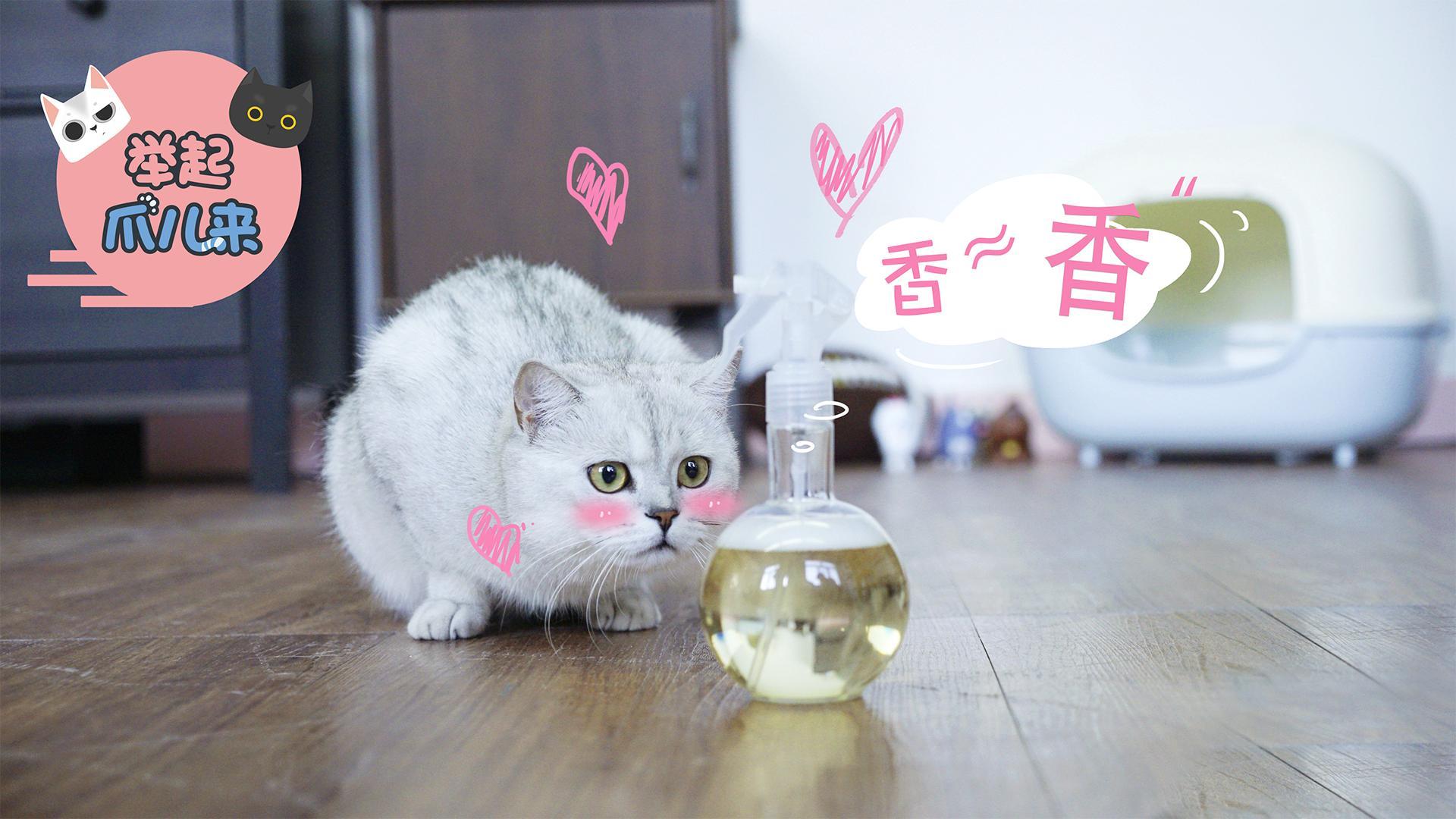 举起爪儿来 DIY宠物除味喷雾！【举起爪儿来】