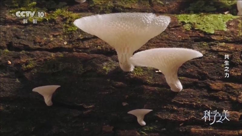 《科学之美》 第2集 共生之力