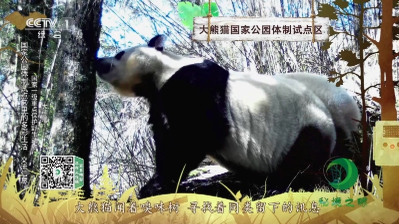 《秘境之眼》 大熊猫/红嘴相思鸟/豹/雪豹 20211007