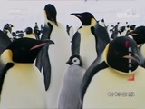 动物世界 《动物世界》 20170919 疯狂亲子秀