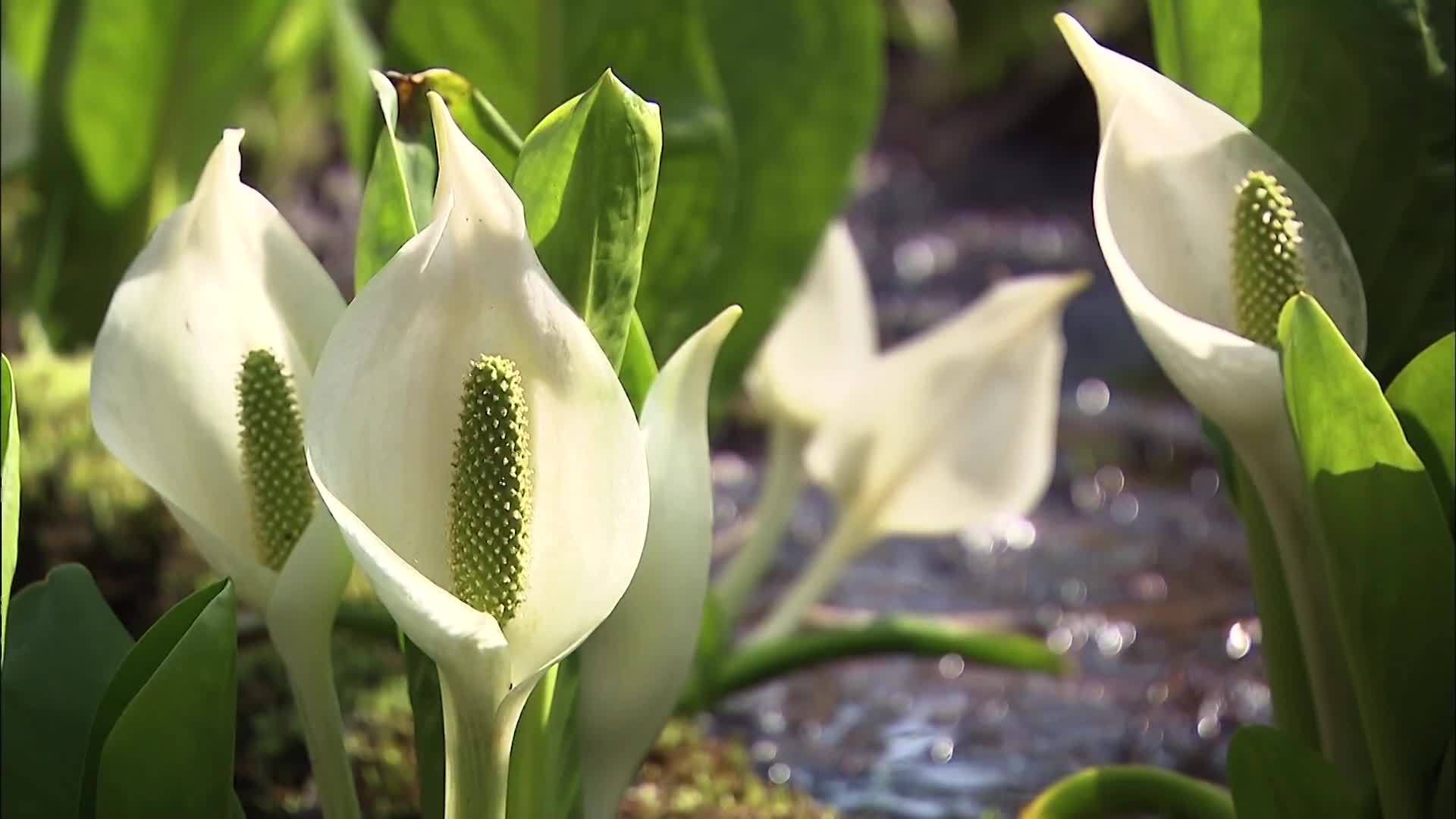 阿寒湖绿球藻祭典