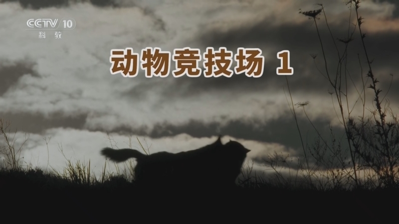 自然传奇 《自然传奇》 20260101 动物竞技场 1