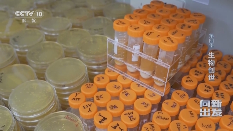 《向新出发》 第4集 生物创世