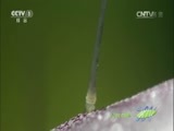 人与自然 《人与自然》 20141219 自然发现：生命-植物（上）