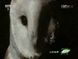 人与自然 《人与自然》 20150523 自然发现：为生存而捕猎——孤军奋战（上）
