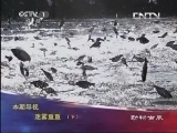 动物世界 《动物世界》 20130509 迷雾重重（下）