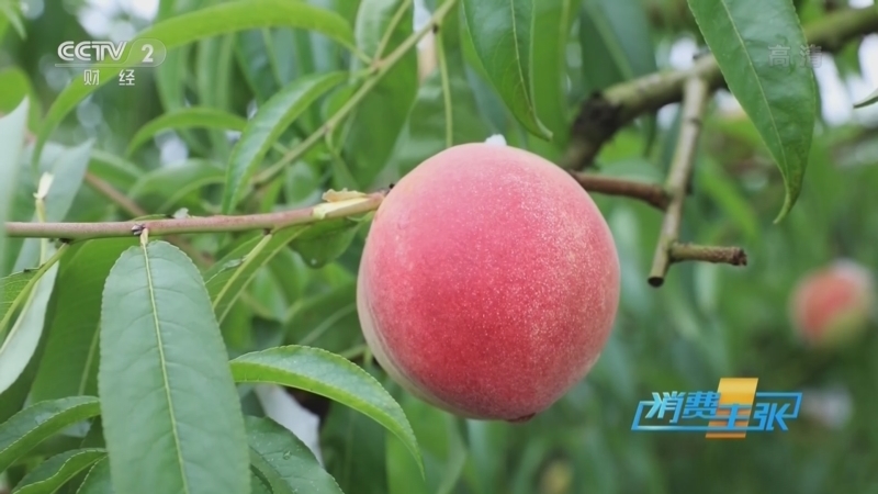 消费主张 《消费主张》 20220706 桃子熟了，今年行情怎么样？