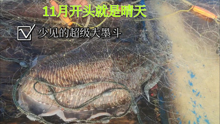 南澳岛赶海日记 外海捕鱼，捕到超级大墨斗，老渔民说少见