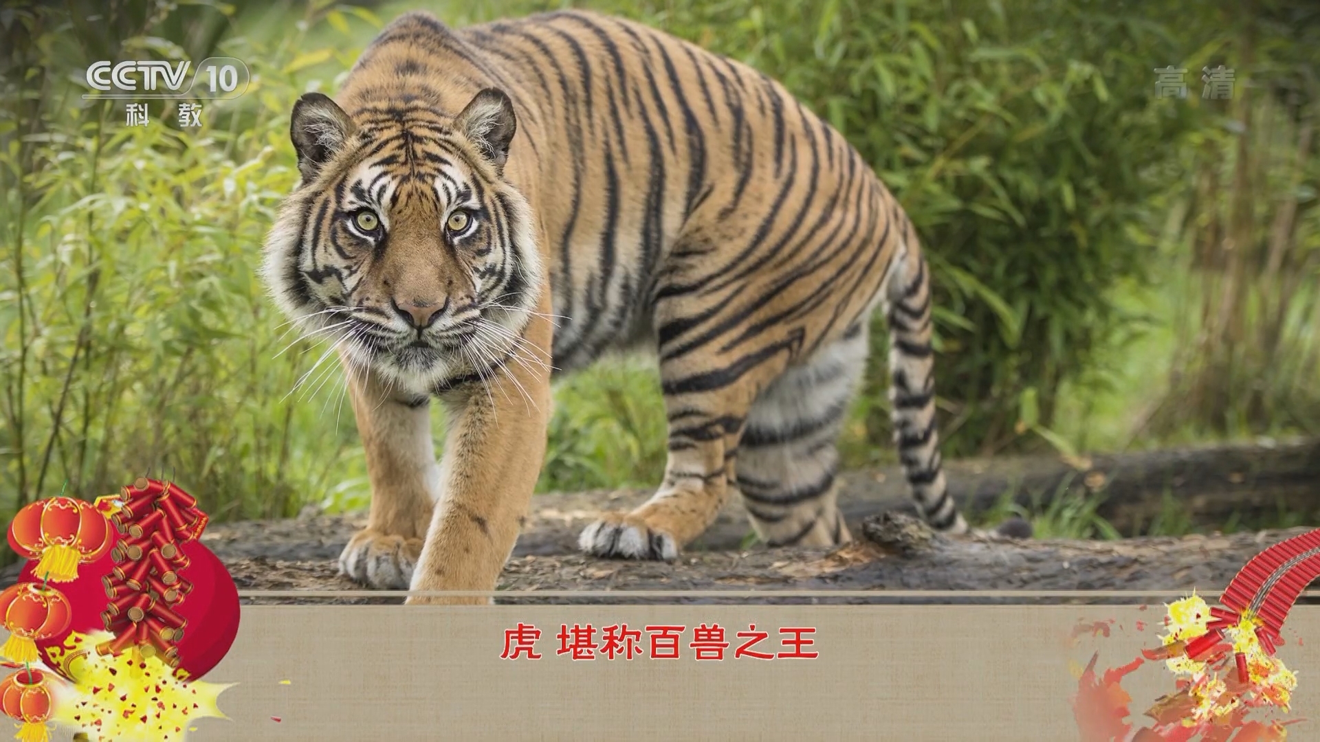 百家讲坛 《百家讲坛》 20220131 新春特别节目《虎年说虎》1