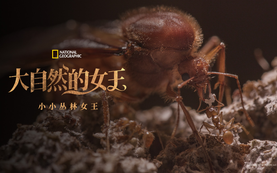 大自然的女王 小小丛林女王