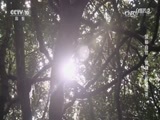 自然传奇 《自然传奇》 20170203 探秘自然·狒狒王国的迁徙