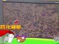 狗狗日记 第221天 Alpha的发情期
