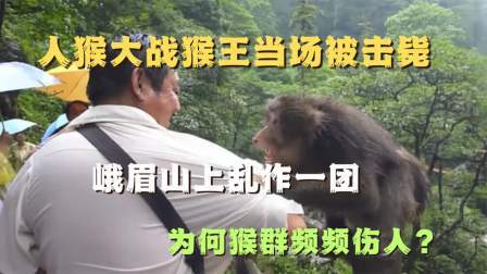 品人生百味第二季 人猴大战猴王当场被击毙，峨眉山上乱作一团，为何猴群频频伤人